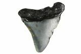 Bargain, Megalodon Tooth - North Carolina #152837-1
